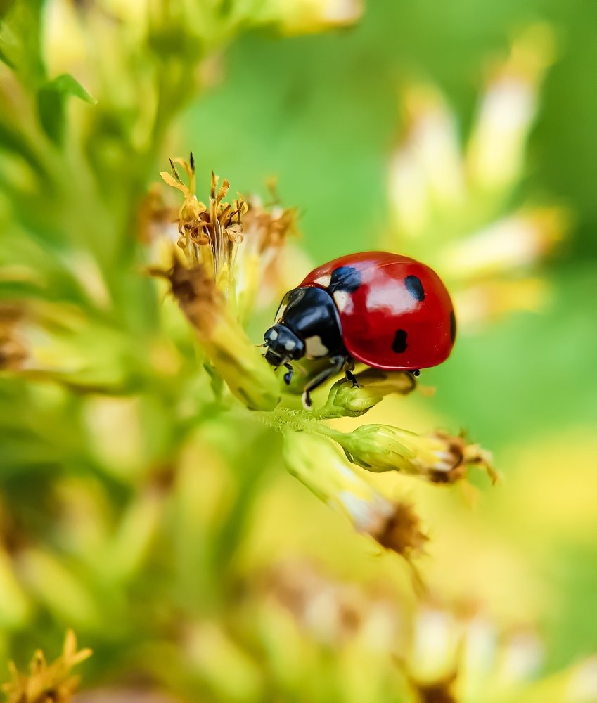 Осенний портрет