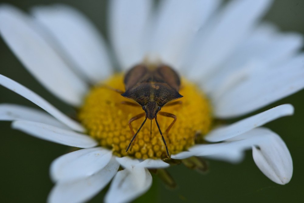 Photograph by Людмила Воропаева