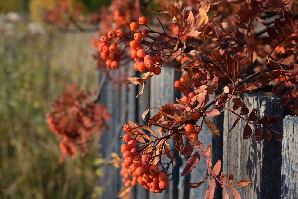 Photograph by Людмила Воропаева