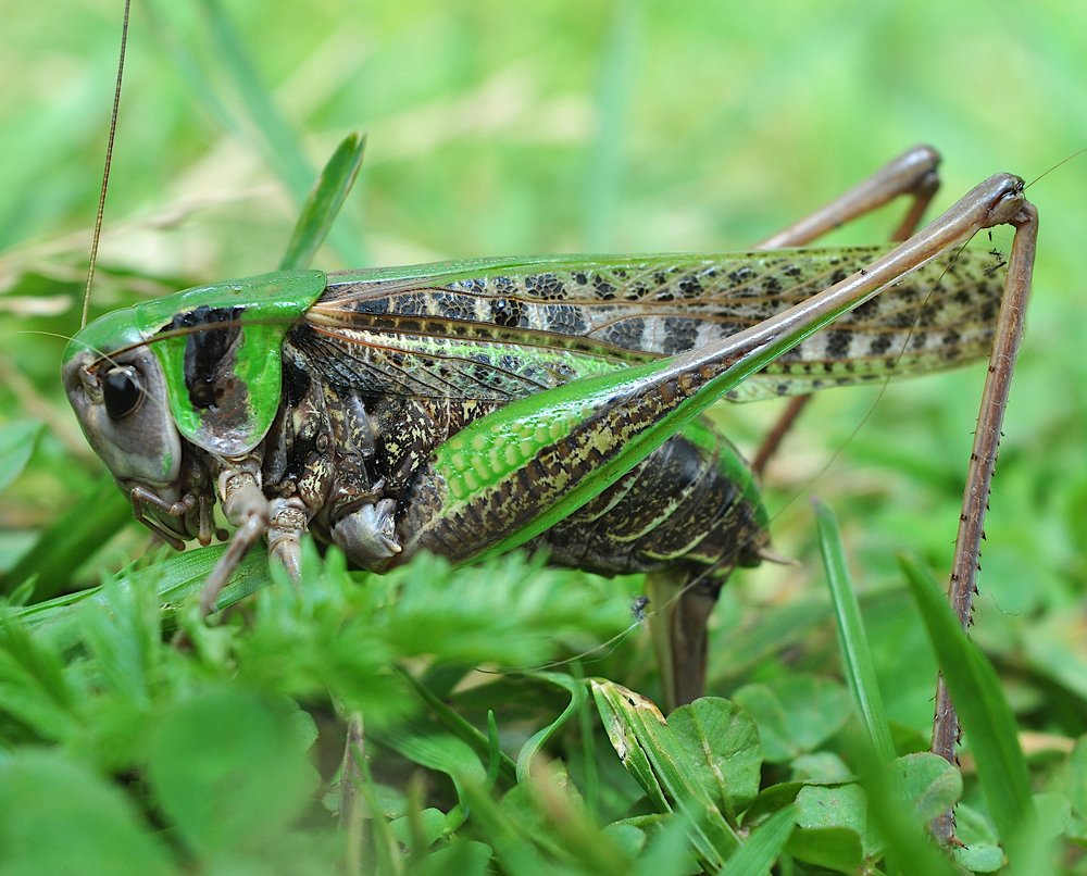 Green grasshopper