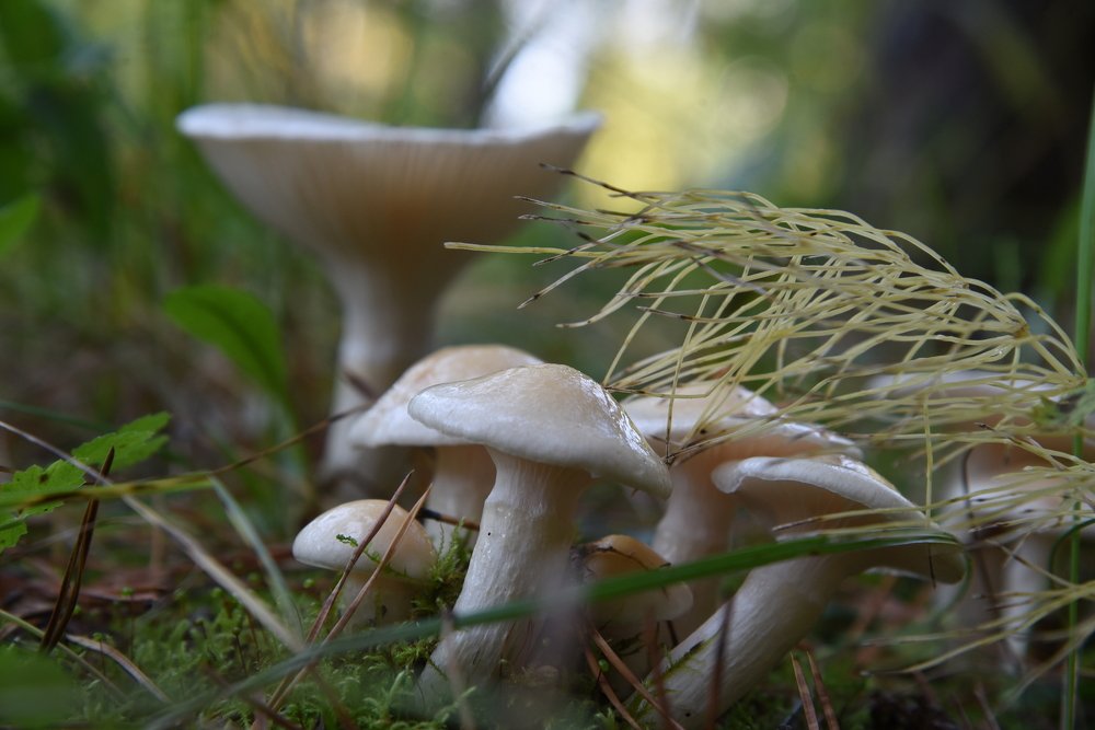 Photograph by Людмила Воропаева