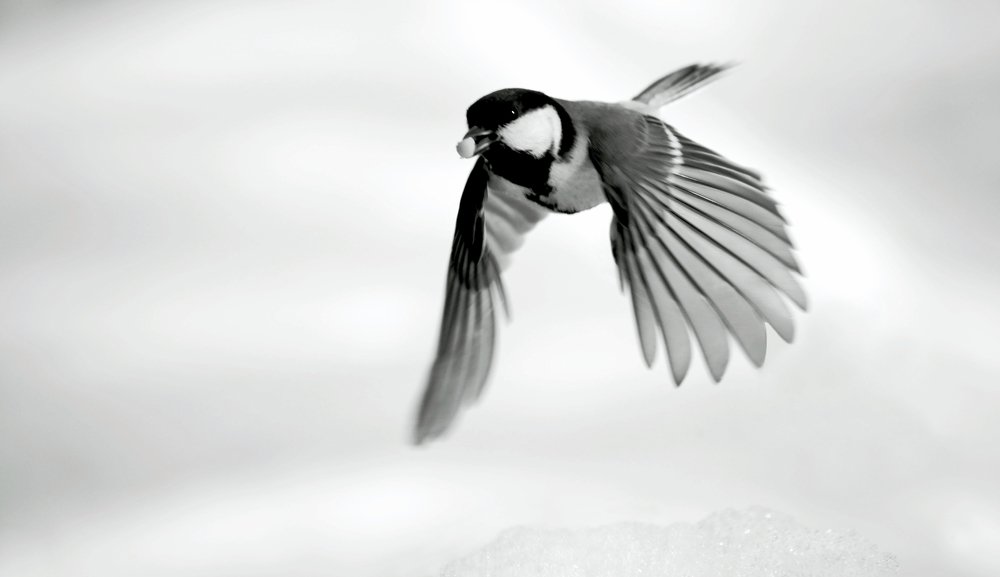 Большая синица в полёте