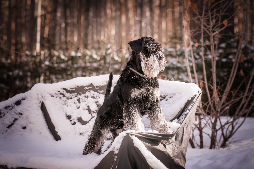 Зимний Компот.