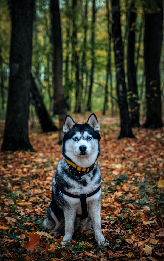 Photograph by Александр Гамалеев