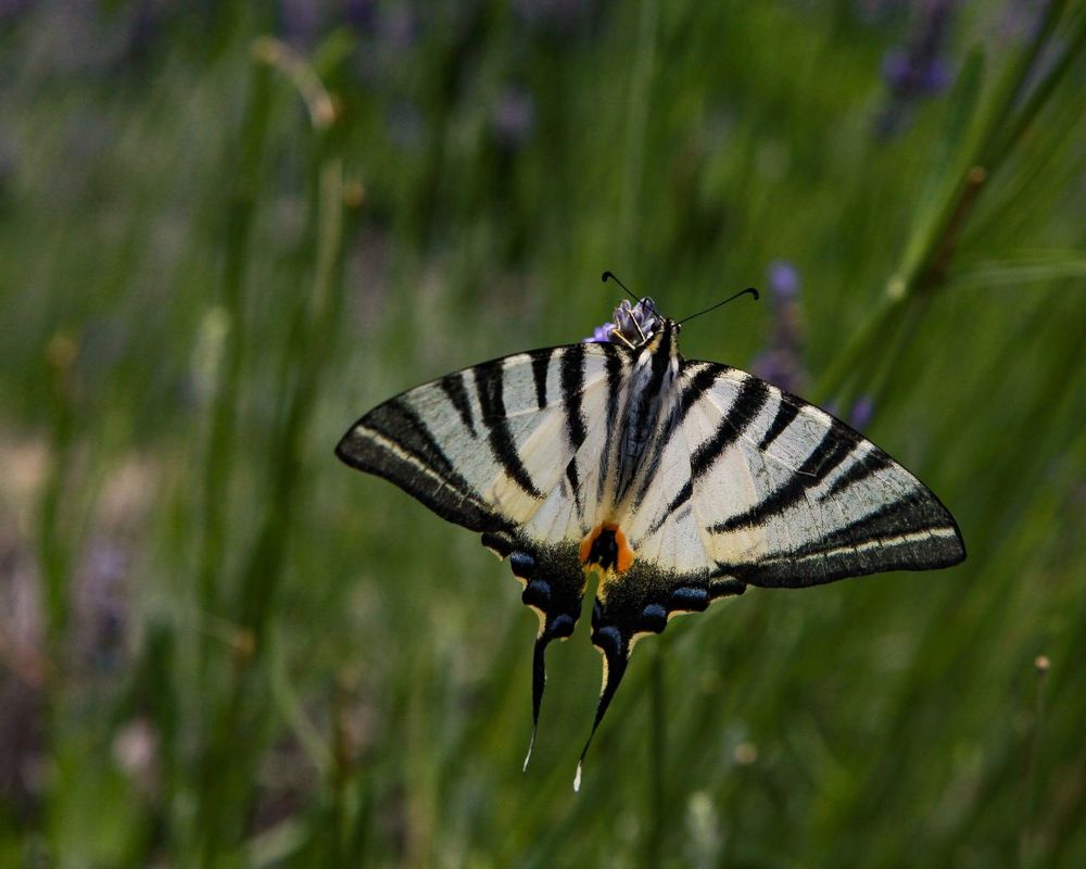Photograph by victoria chaikova