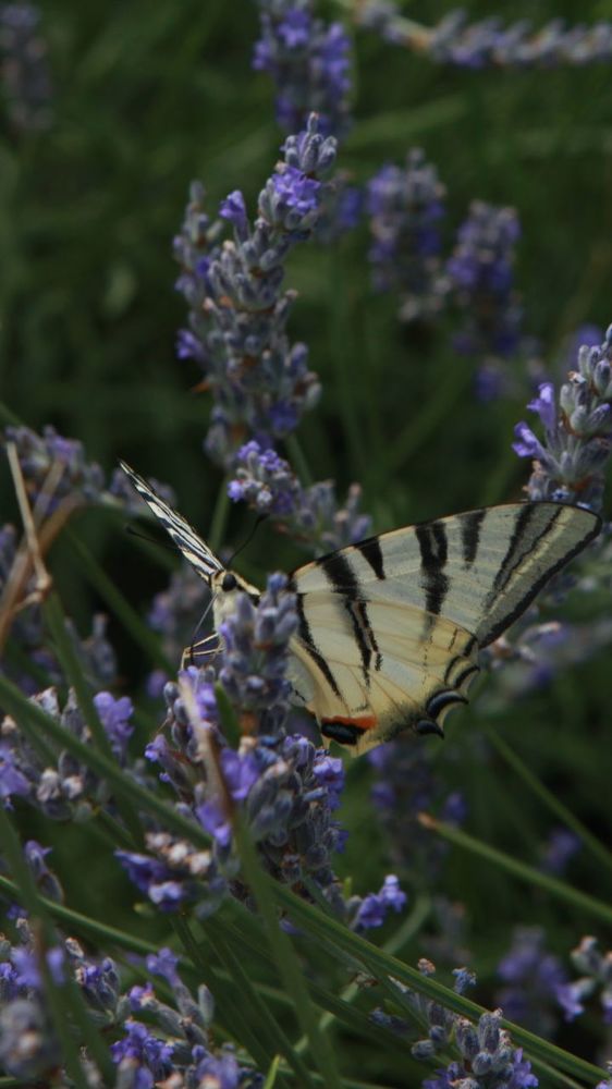 Photograph by victoria chaikova