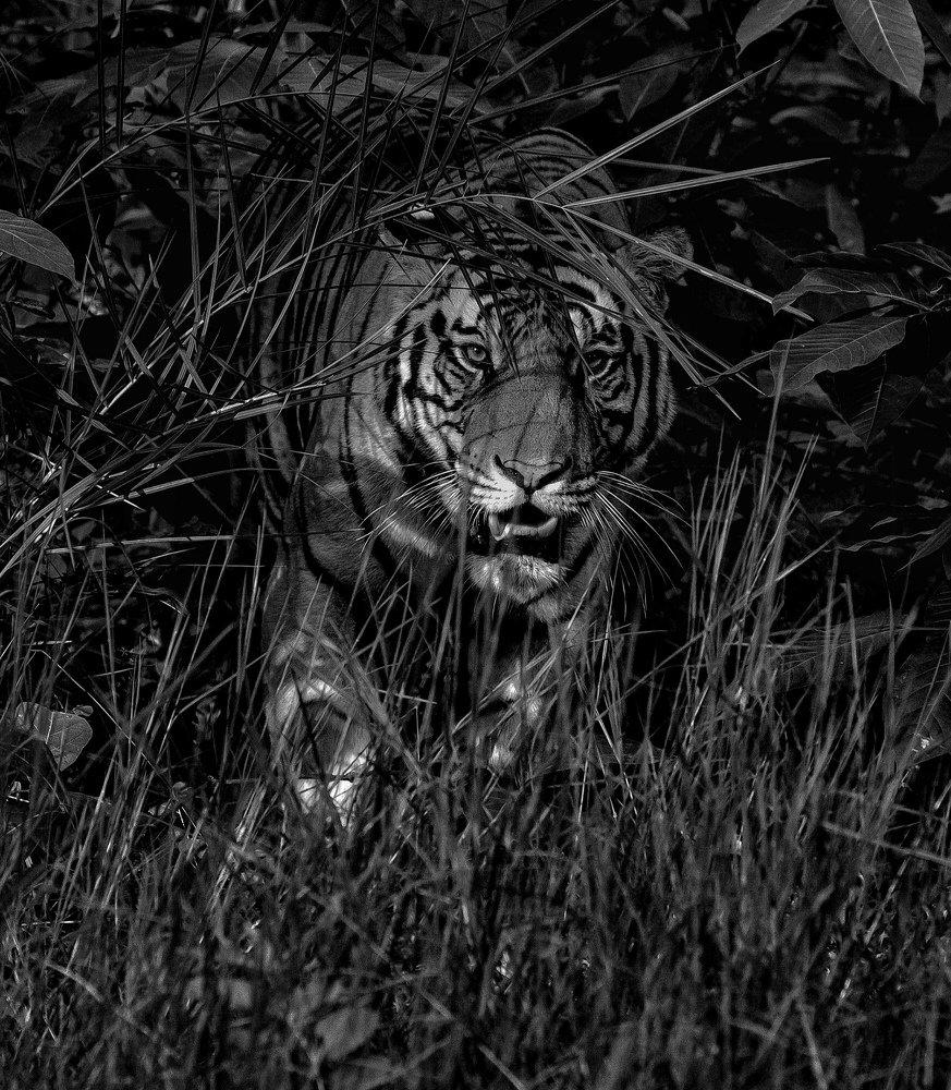 Ghost and the Darkness