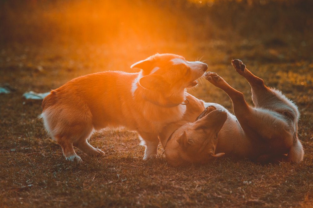 Photograph by Дмитрий Абрамов