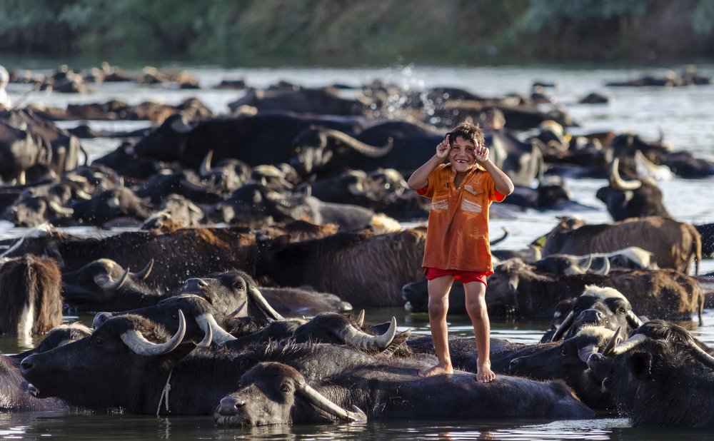 Shepherd of the buffalo