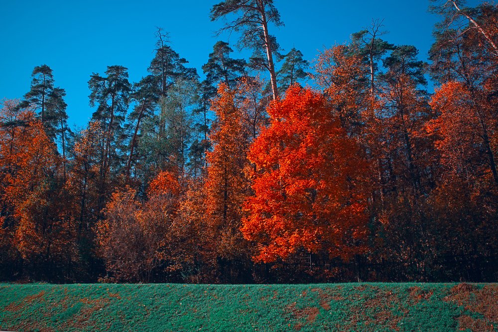 Photograph by victoria chaikova