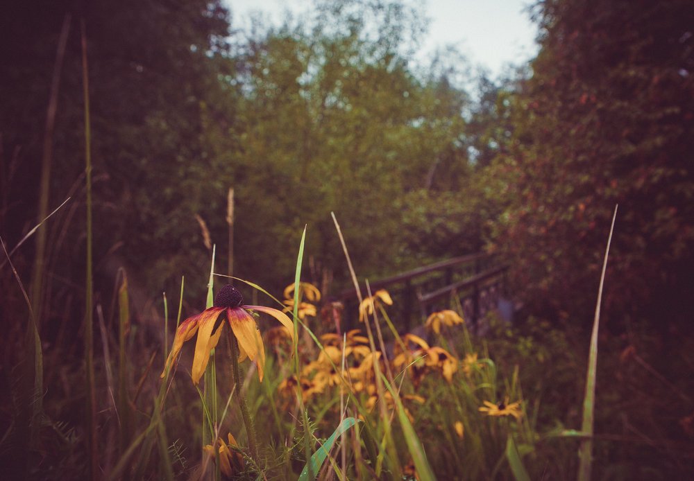 Photograph by victoria chaikova