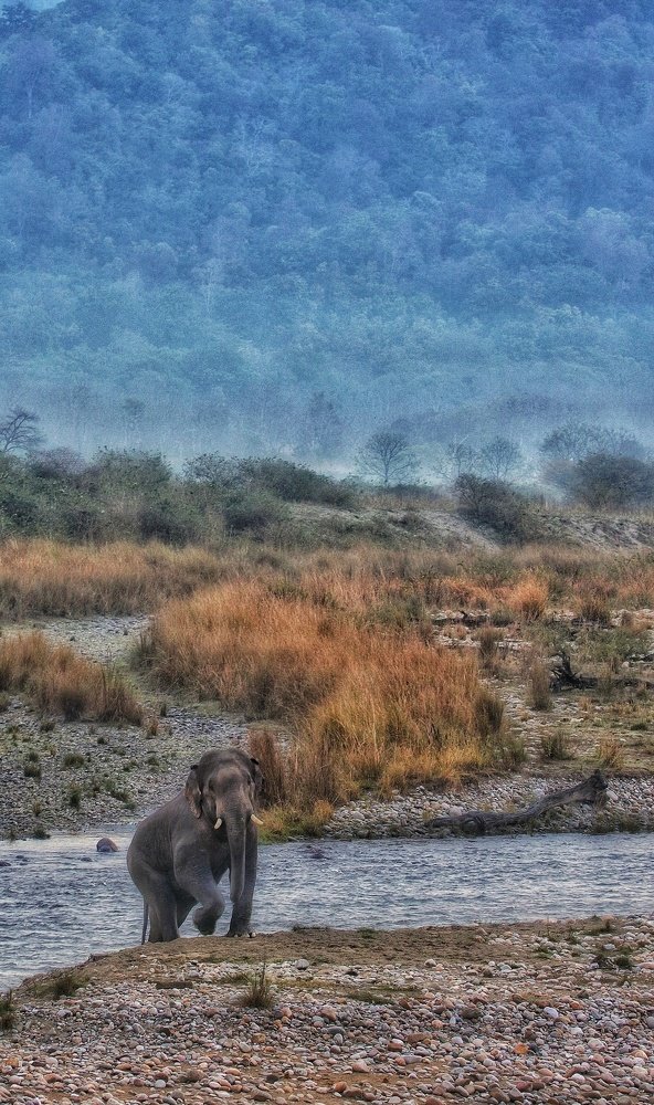 A huge tusker emerging from Ramganga river