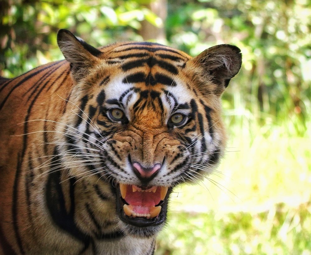A ferocious snarl of a tiger