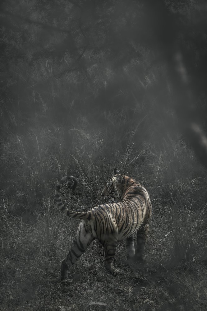 Photograph by Keyur Nandaniya