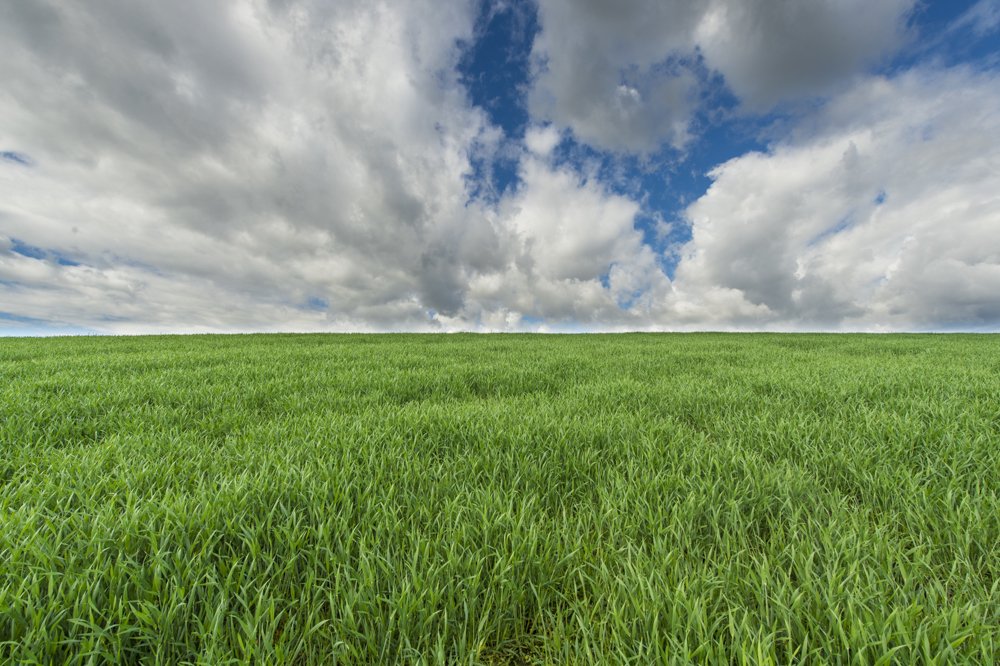 Simply a green nature.