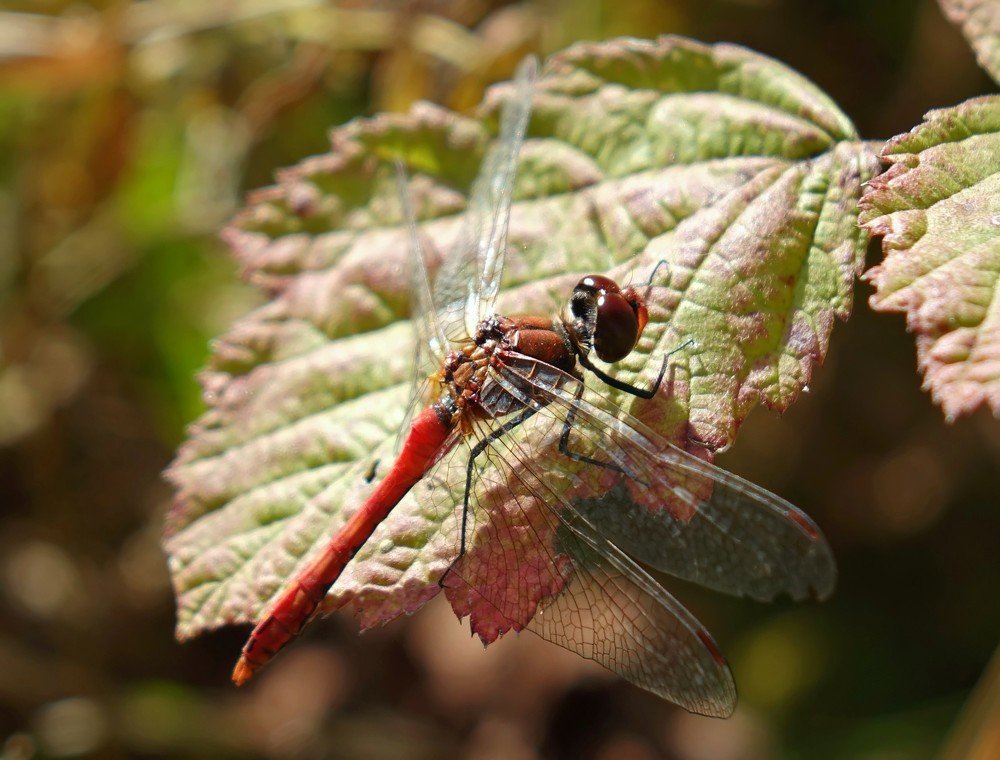 Фотография автора Валентина Гундарева
