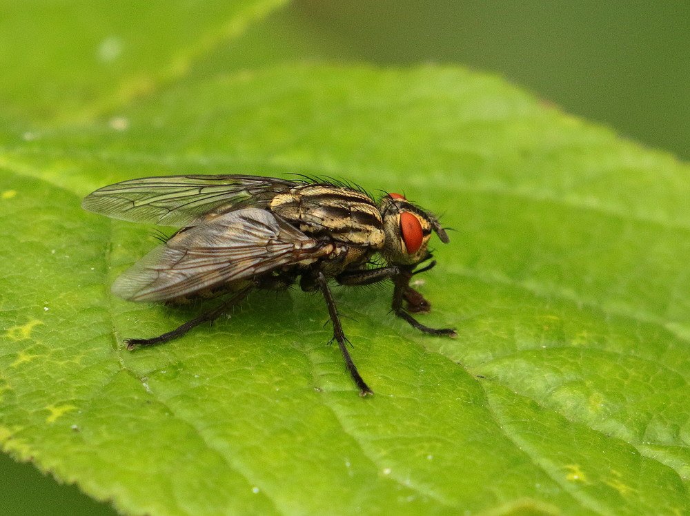 Муха-цокотуха.