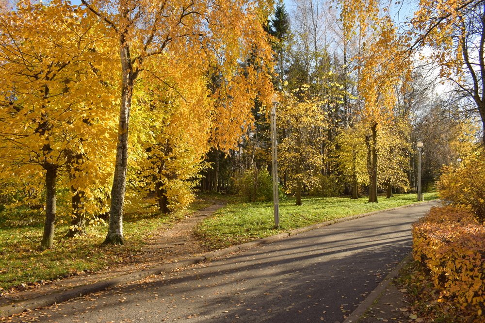 осень в красках аллеи