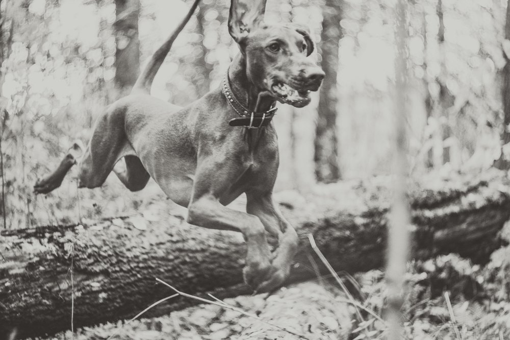 Photograph by Kristina Shlimovich