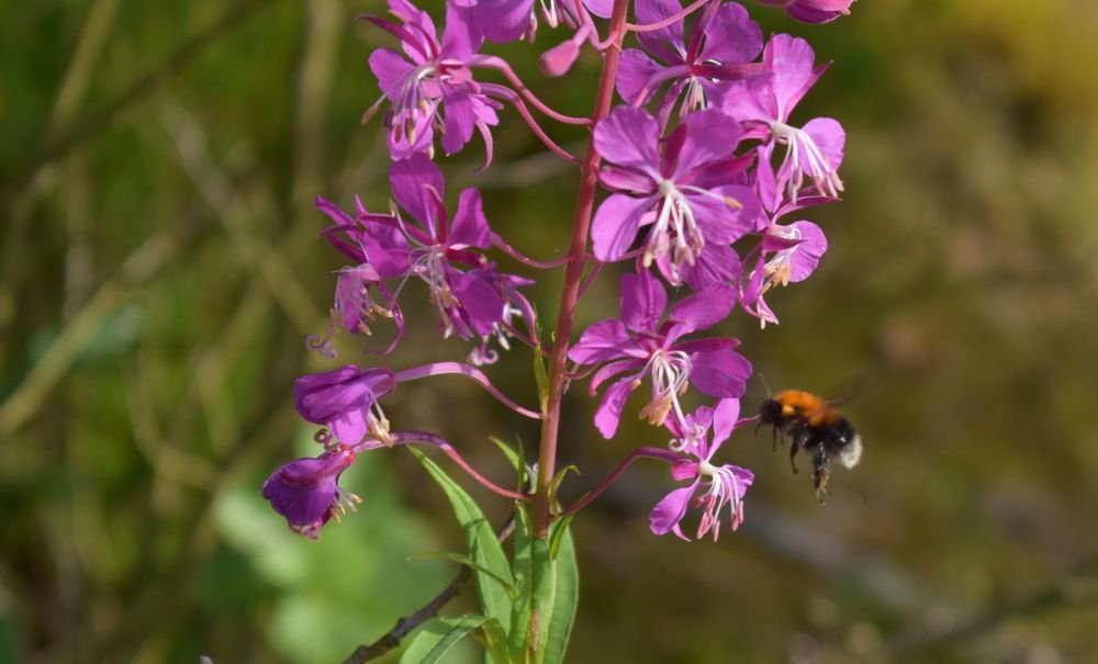 Photograph by Елена Викторовна Богданова