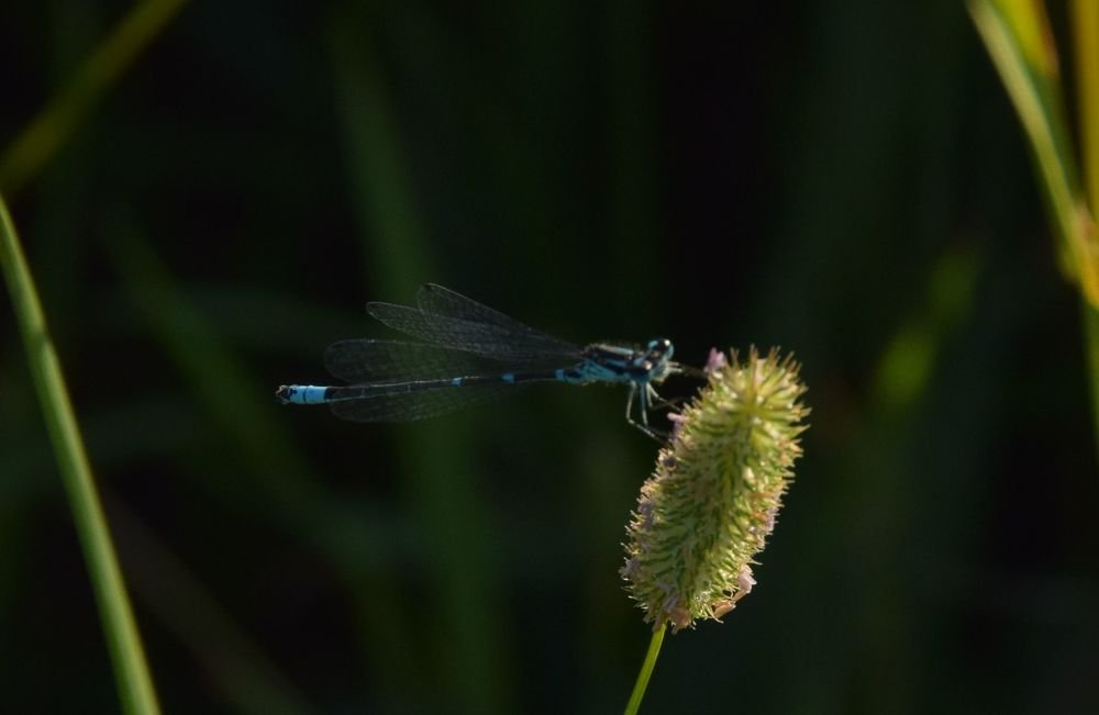 Photograph by Елена Викторовна Богданова