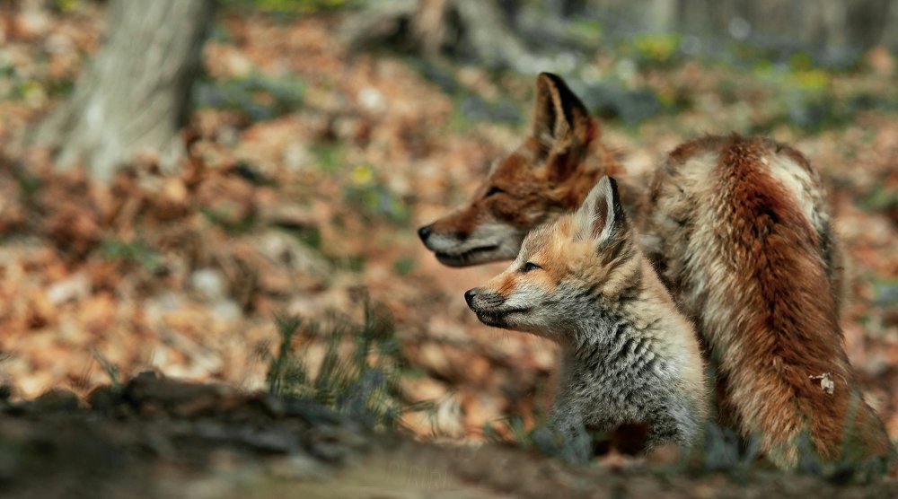 Photograph by юрий ященко