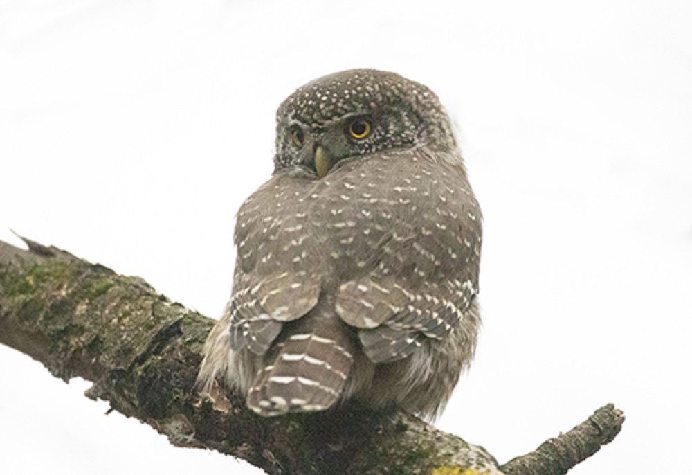Воробьиный сычик