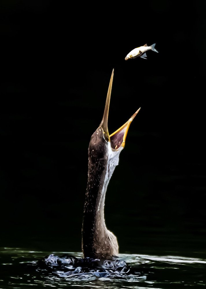 Darter with a Toss