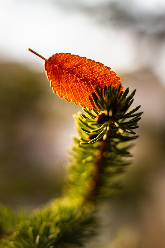 Осеннее письмо