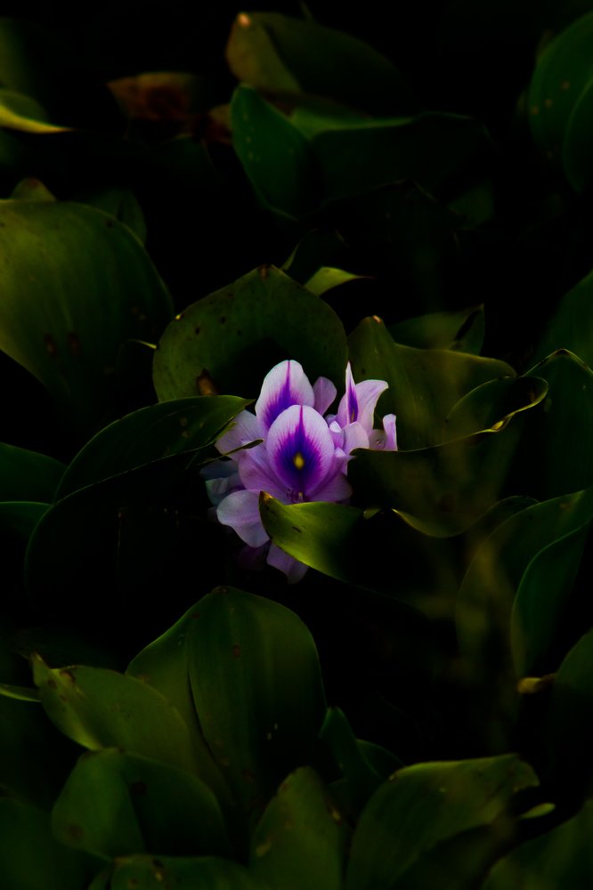 Photograph by Carlos Macias