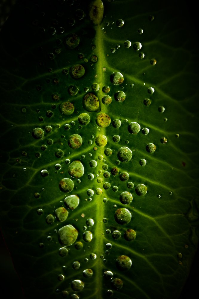 Photograph by Carlos Macias