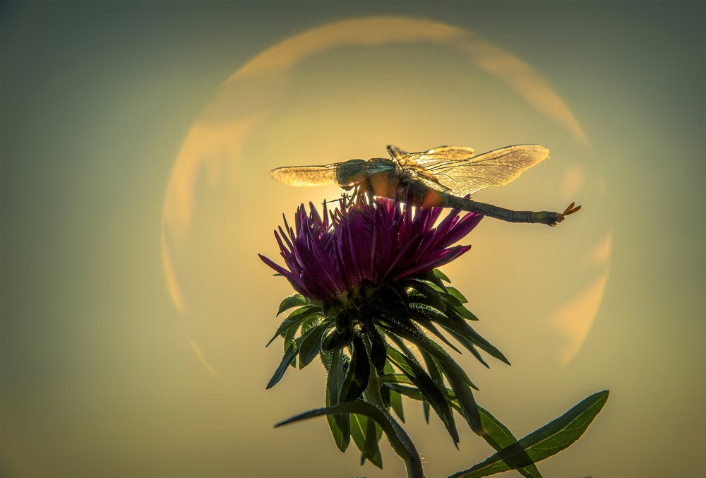 Ловец Солнца....