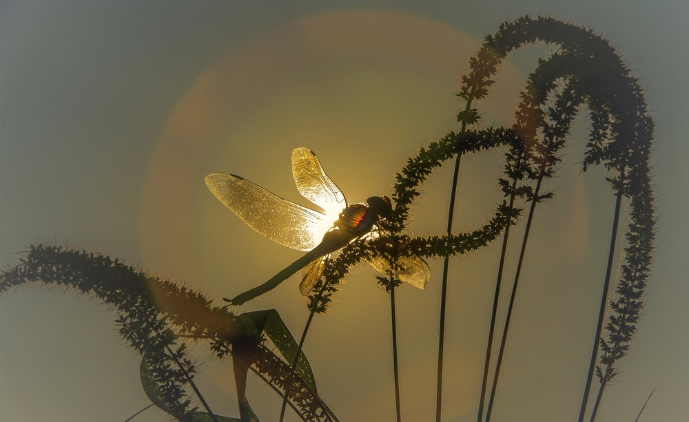 Солнечный Эльф...