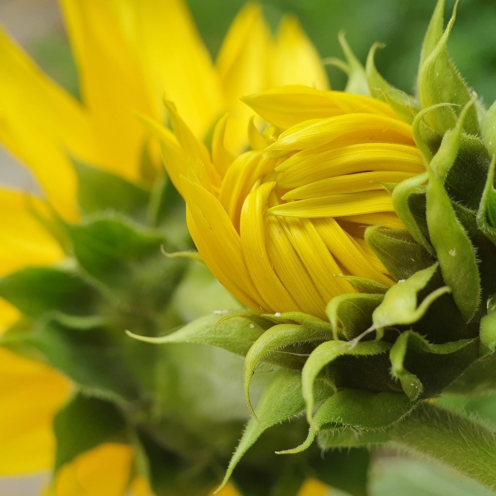 Фотография автора Юлия Таран