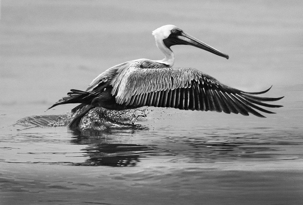 Photograph by Eduardo Modolo