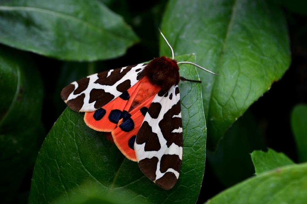 Photograph by Анастасия Литвинова