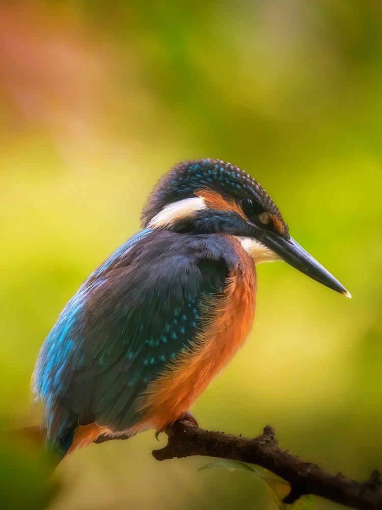 Photograph by Alexander Plekhanov