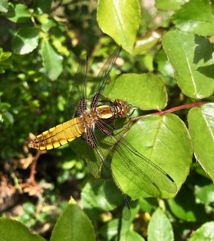 Photograph by Наталья Гладкая