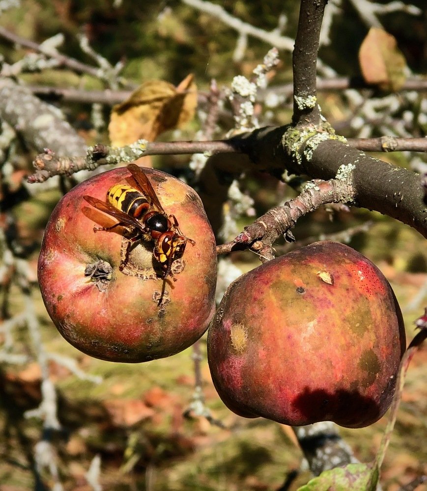 Photograph by Наталья Гладкая