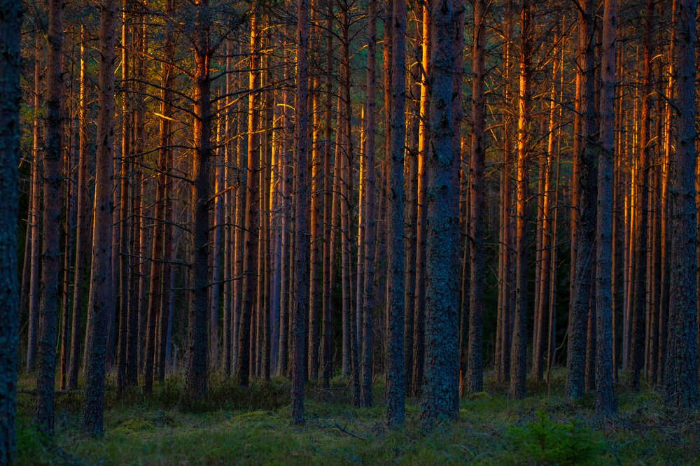 Photograph by Andres Papp