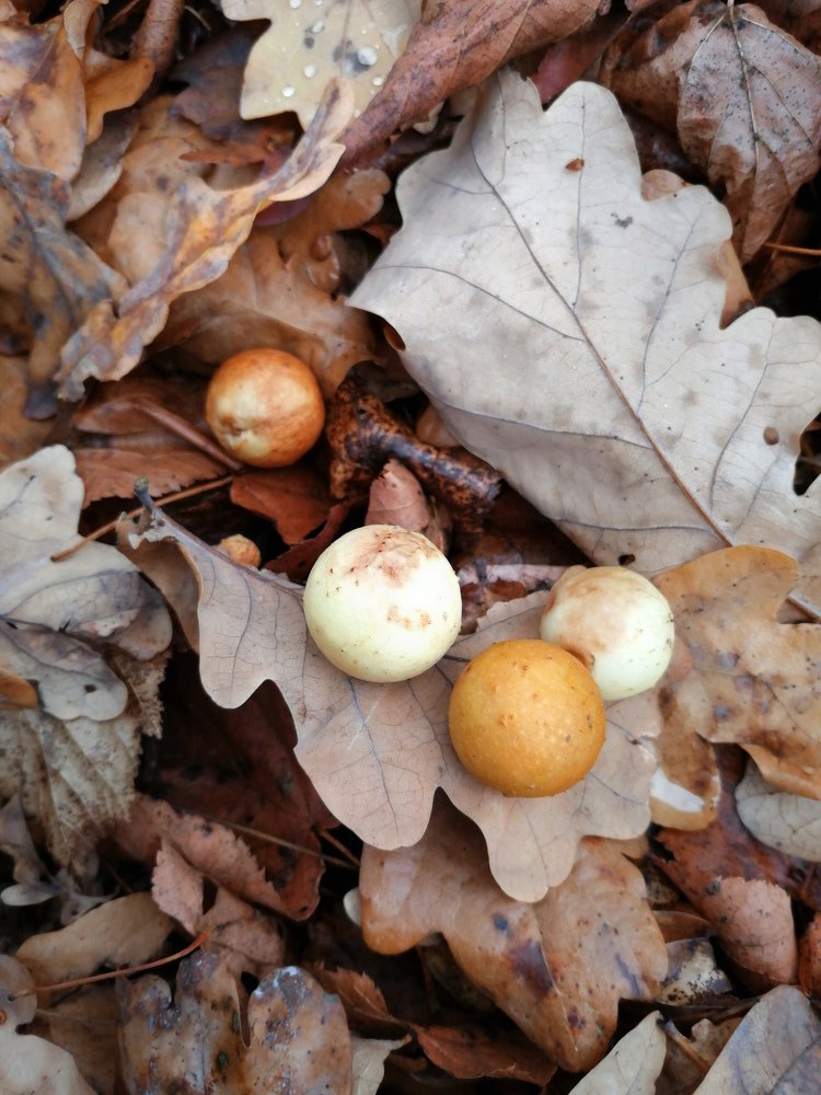 Photograph by Оксана Плугатарева