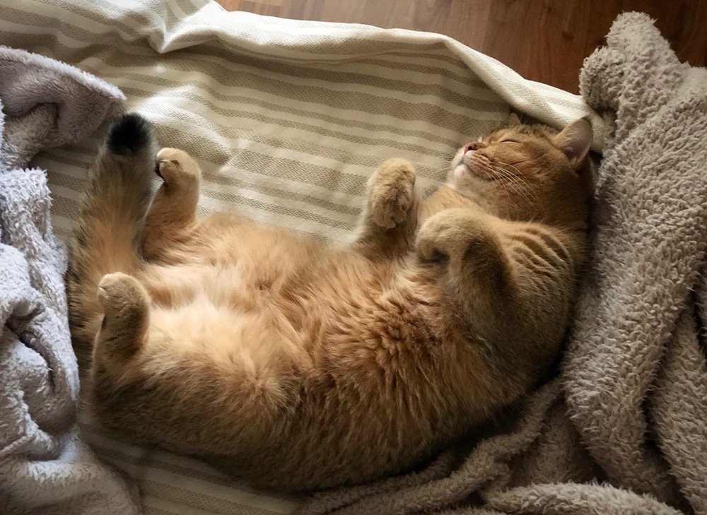 Сладкий утренний круасанчик