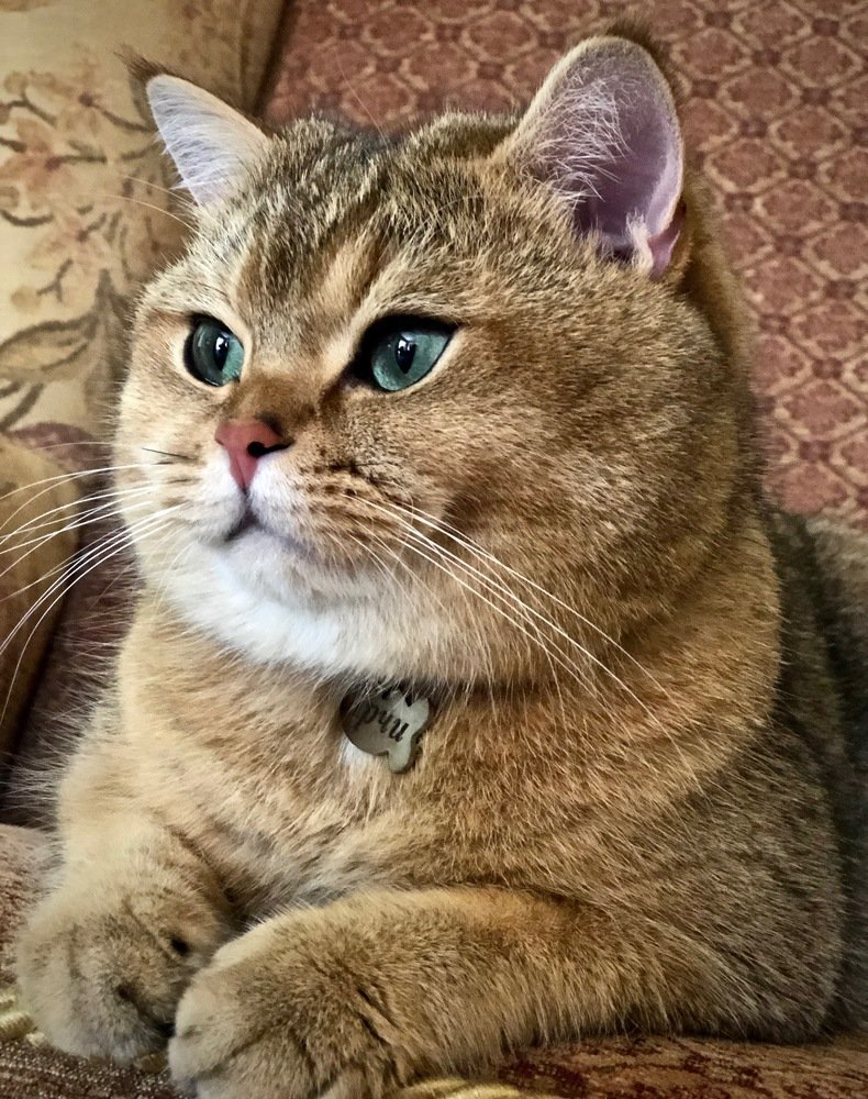 Лорд Арчибальд