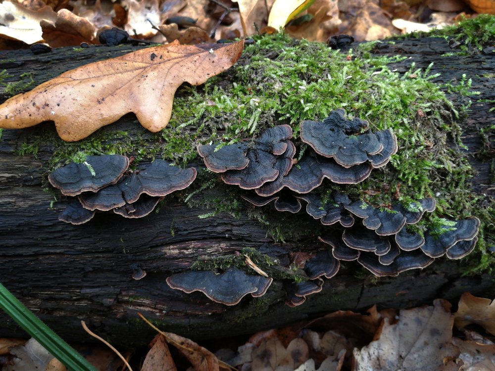 Photograph by Оксана Плугатарева