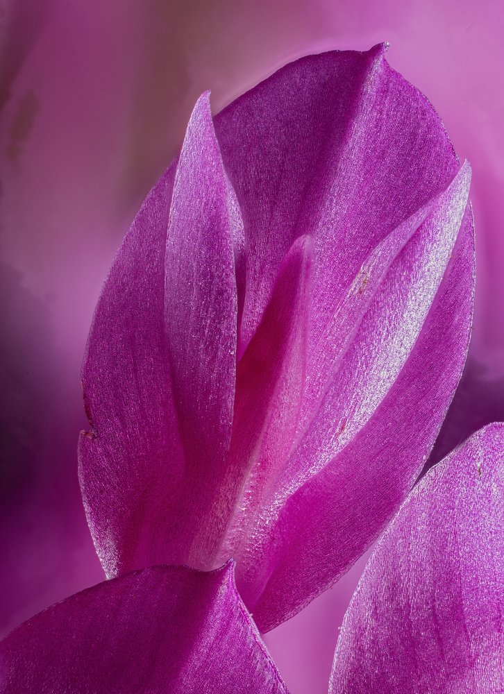 BLOSSOM OF THE CLOVER