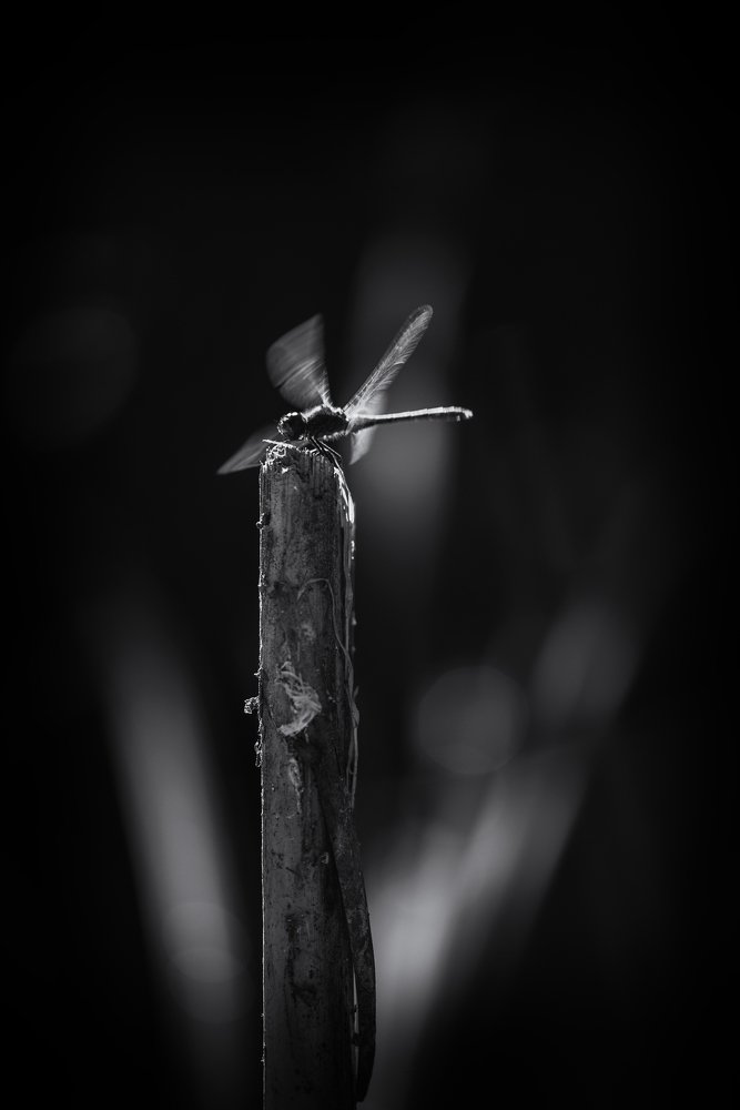 Фотография автора Игорь Баранов