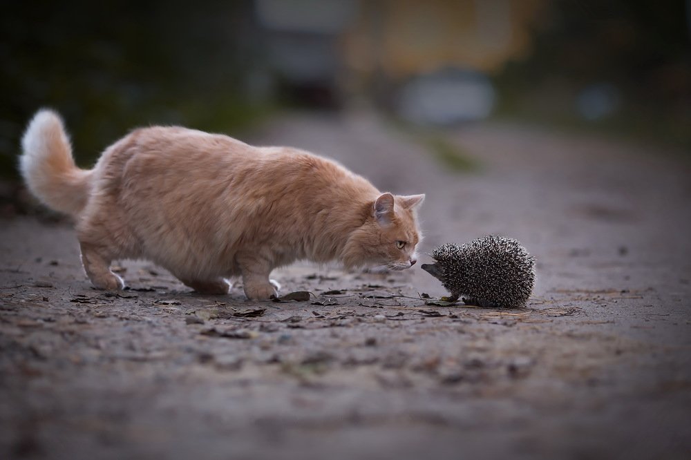 Photograph by Олег Голишников