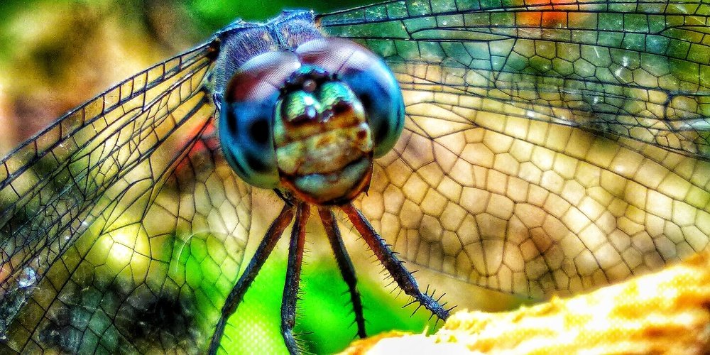 Photograph by Monuj Kr Dutta