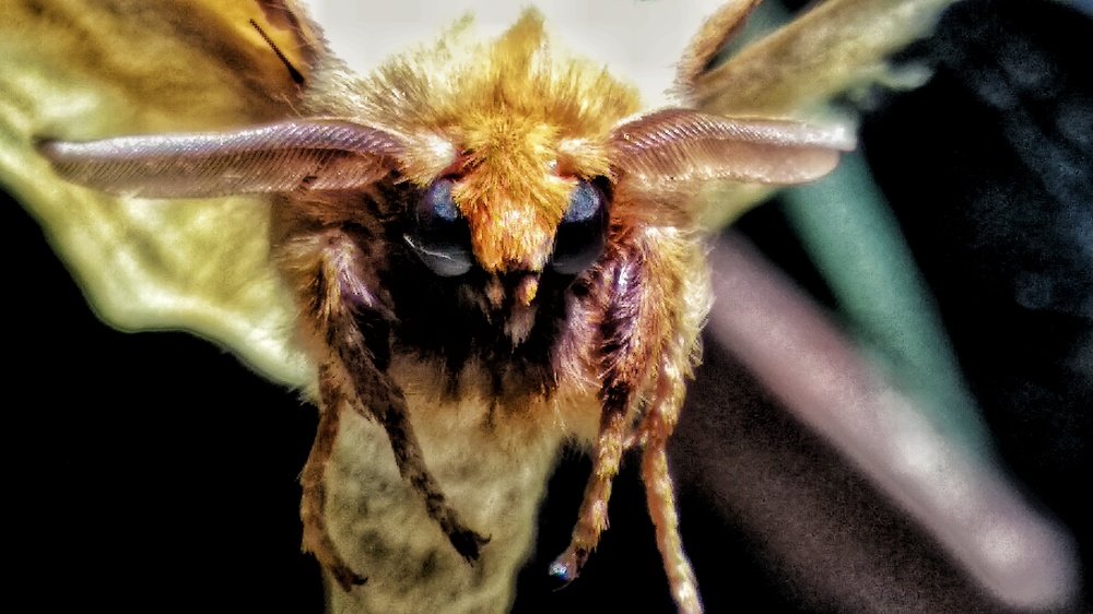 Photograph by Monuj Kr Dutta