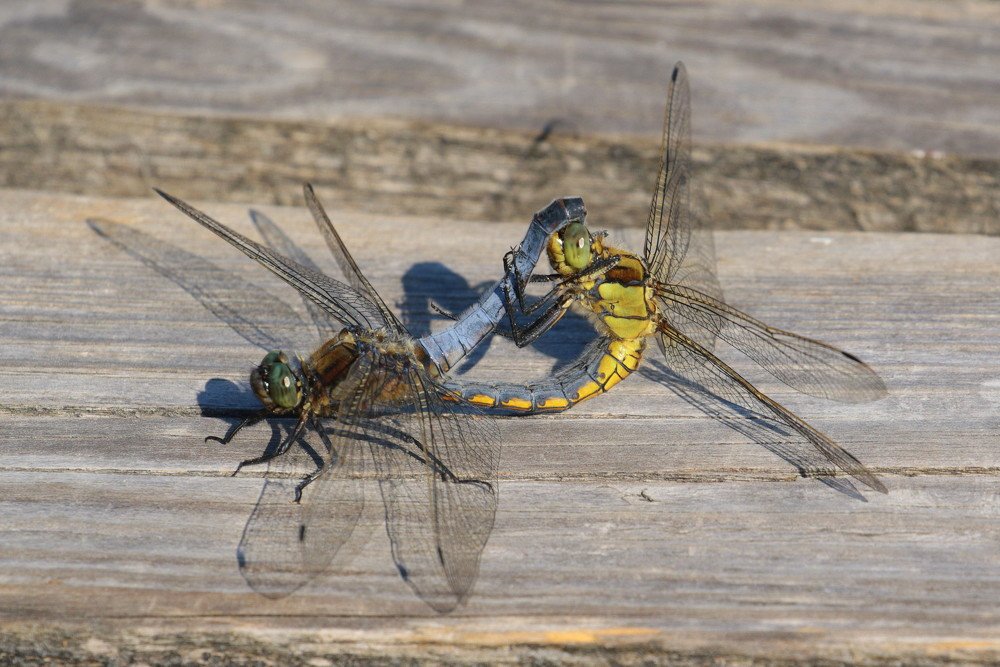 Photograph by Ирина Волкова